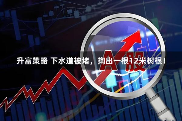 升富策略 下水道被堵，掏出一根12米树根！